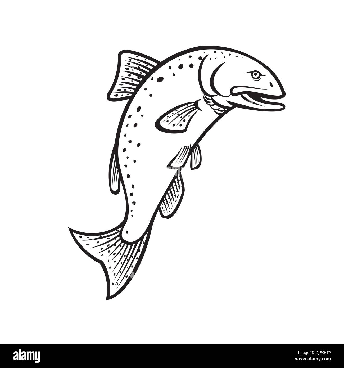 King salmon drawing hi-res stock photography and images - Alamy