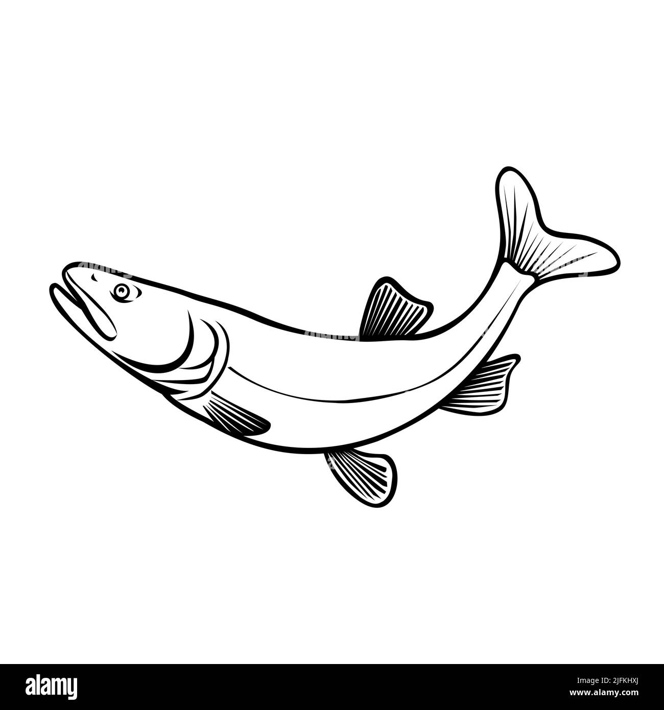 Ptychocheilus lucius hires stock photography and images Alamy