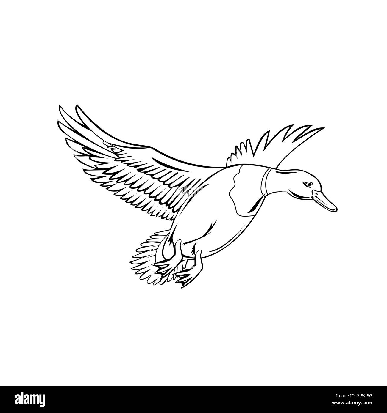 Mallard anas platyrhynchos flying Black and White Stock Photos & Images