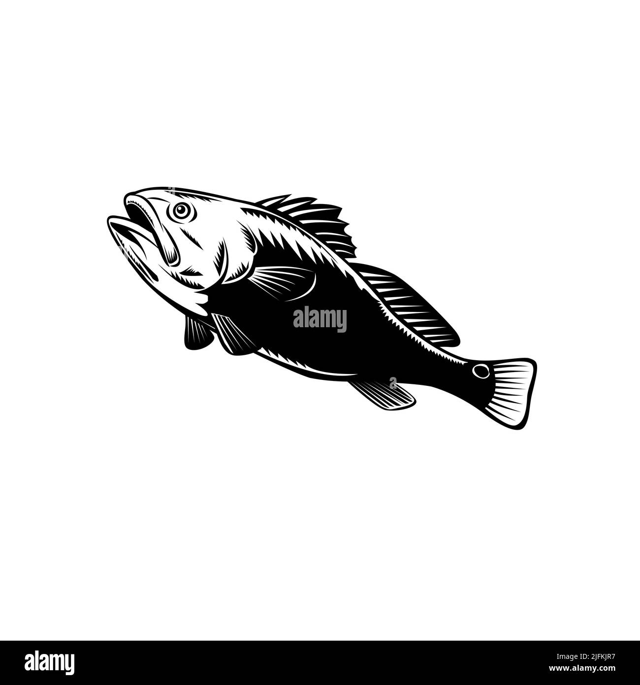 Red drum fish Cut Out Stock Images & Pictures Alamy