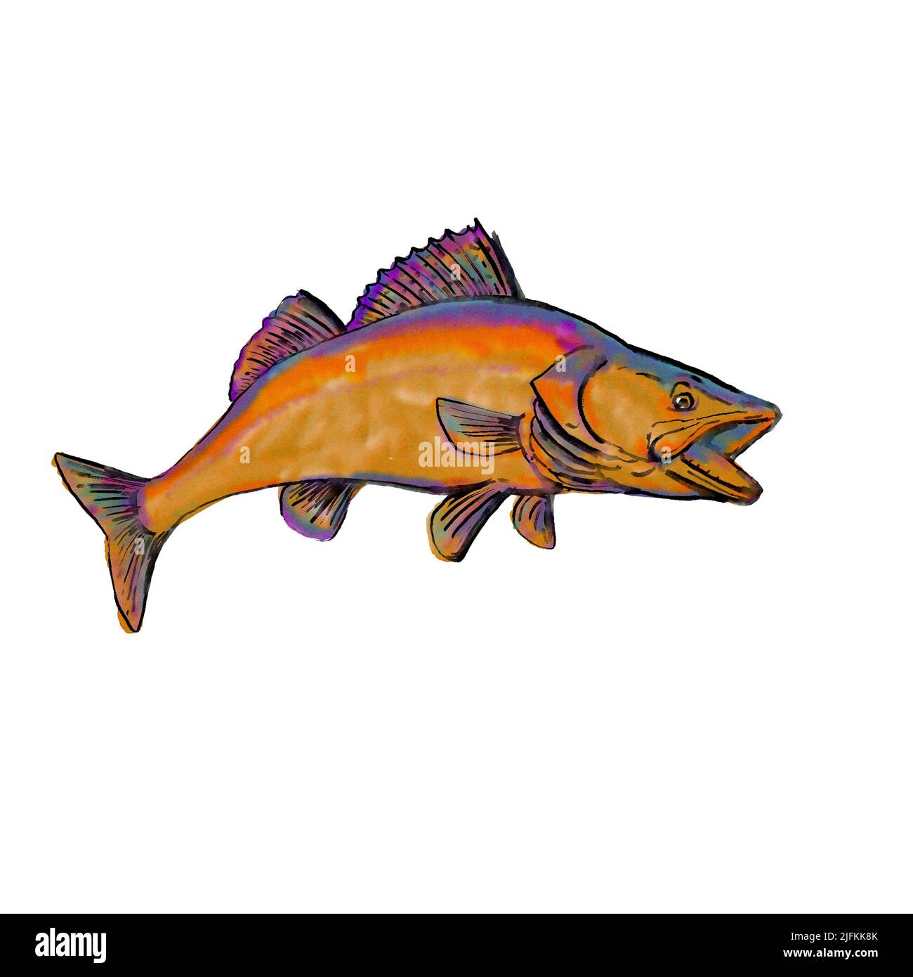 Walleye fish hi-res stock photography and images - Alamy
