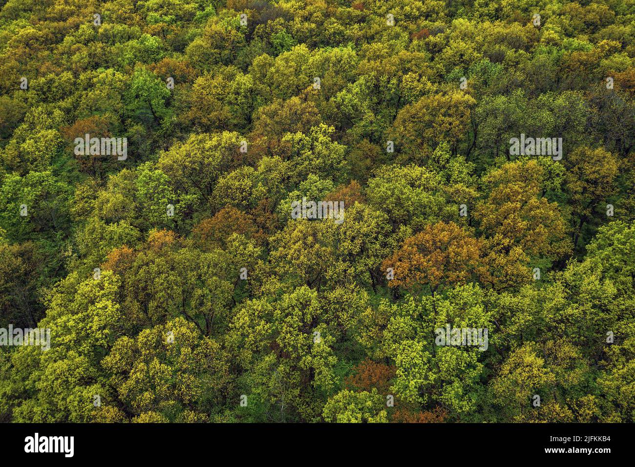 Drone shot of forest hi-res stock photography and images - Alamy