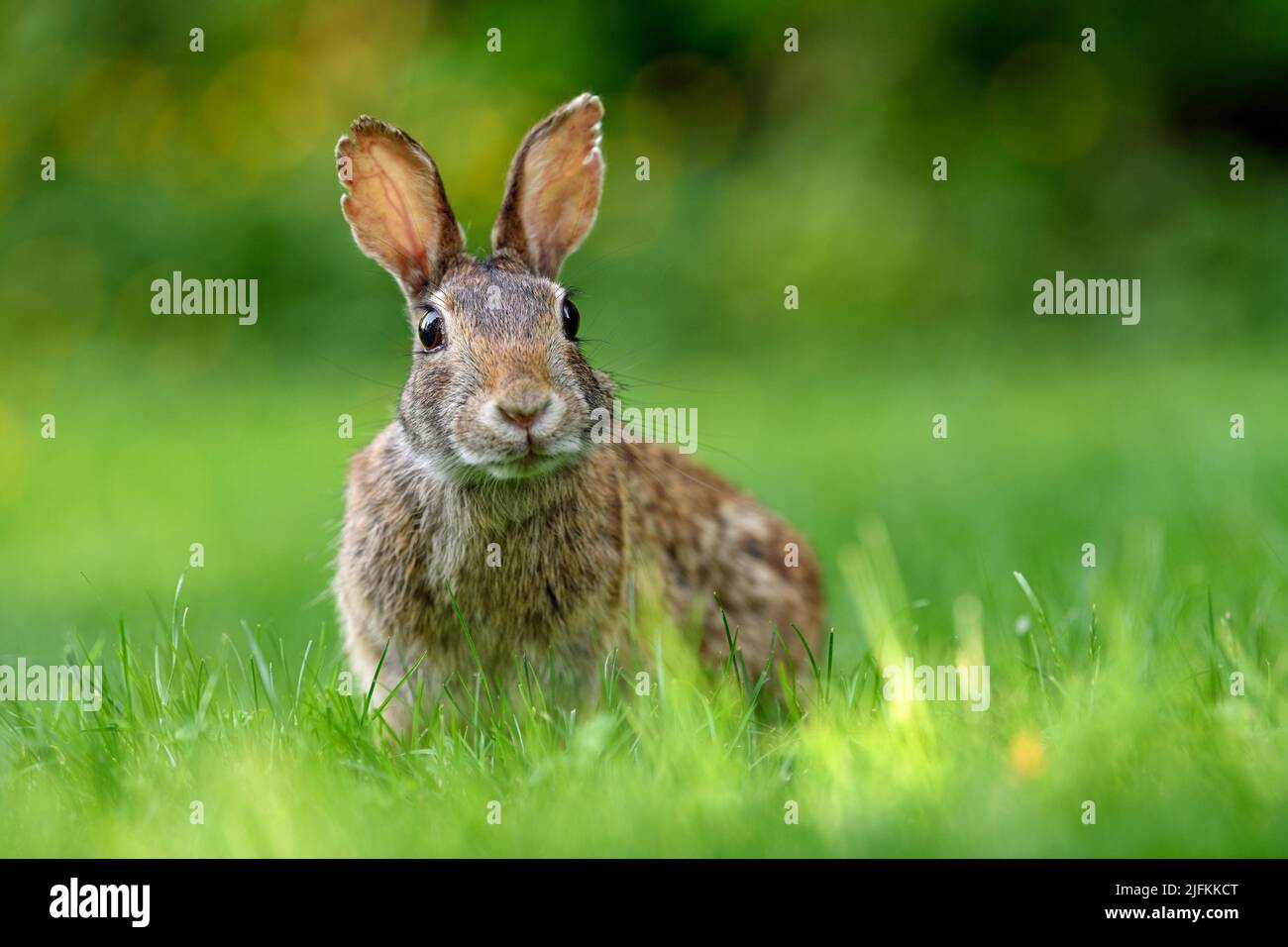 Front view photo of a young eastern cottontail rabbit (Sylvilagus floridanus) looking into the camera and making funny face while eating in the open Stock Photo
