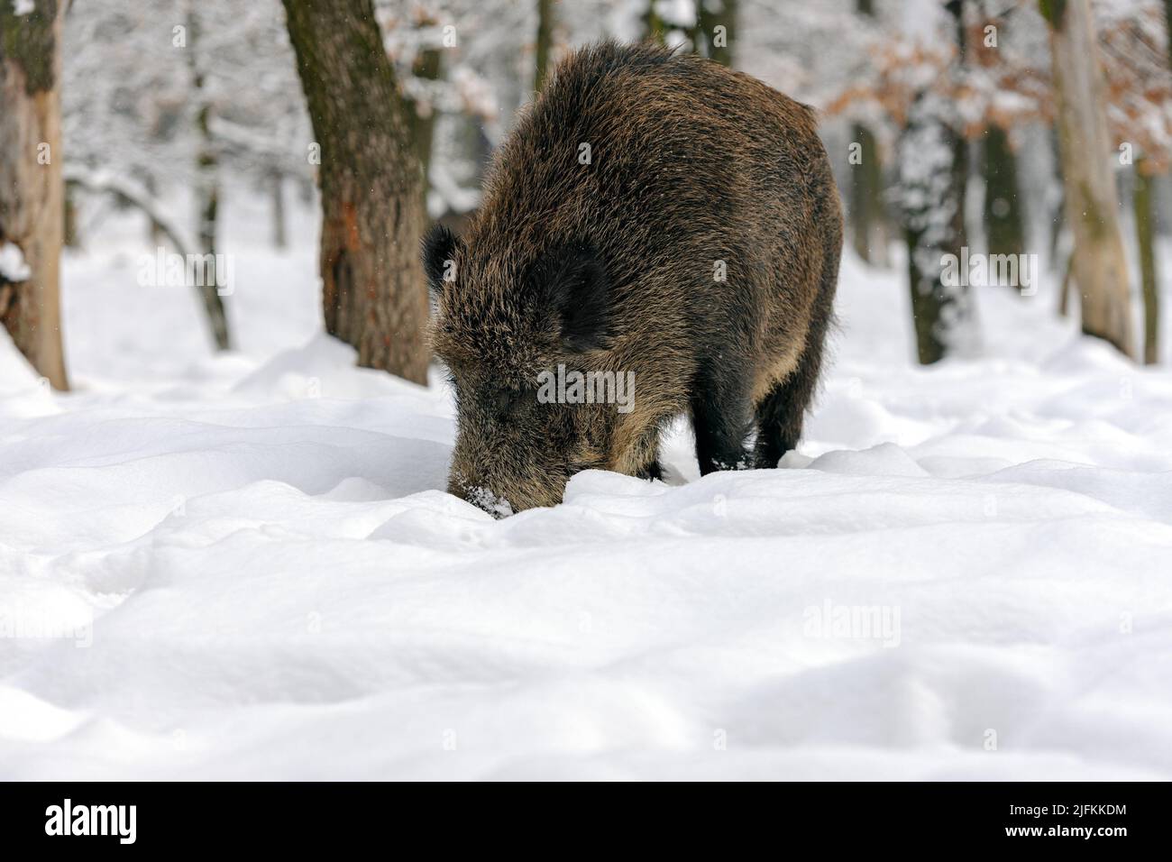 Wild Boar (Sus scrofa) in the winter forest. Stock Photo