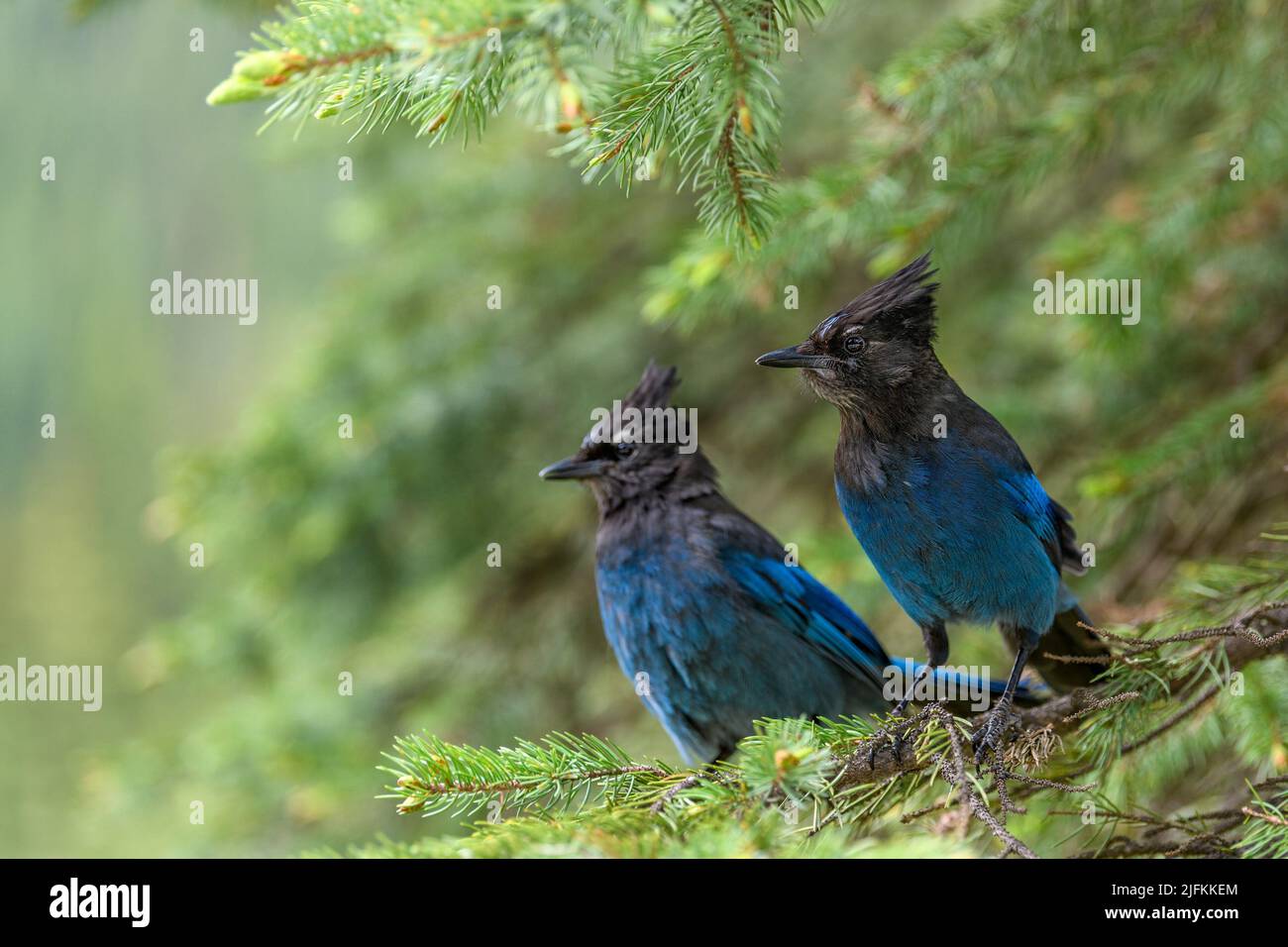Steller's jay (Cyanocitta stelleri) in Glacier National Park, Rogers Pass area, British Columbia, Canada. It is closely related to the blue jay, also Stock Photo