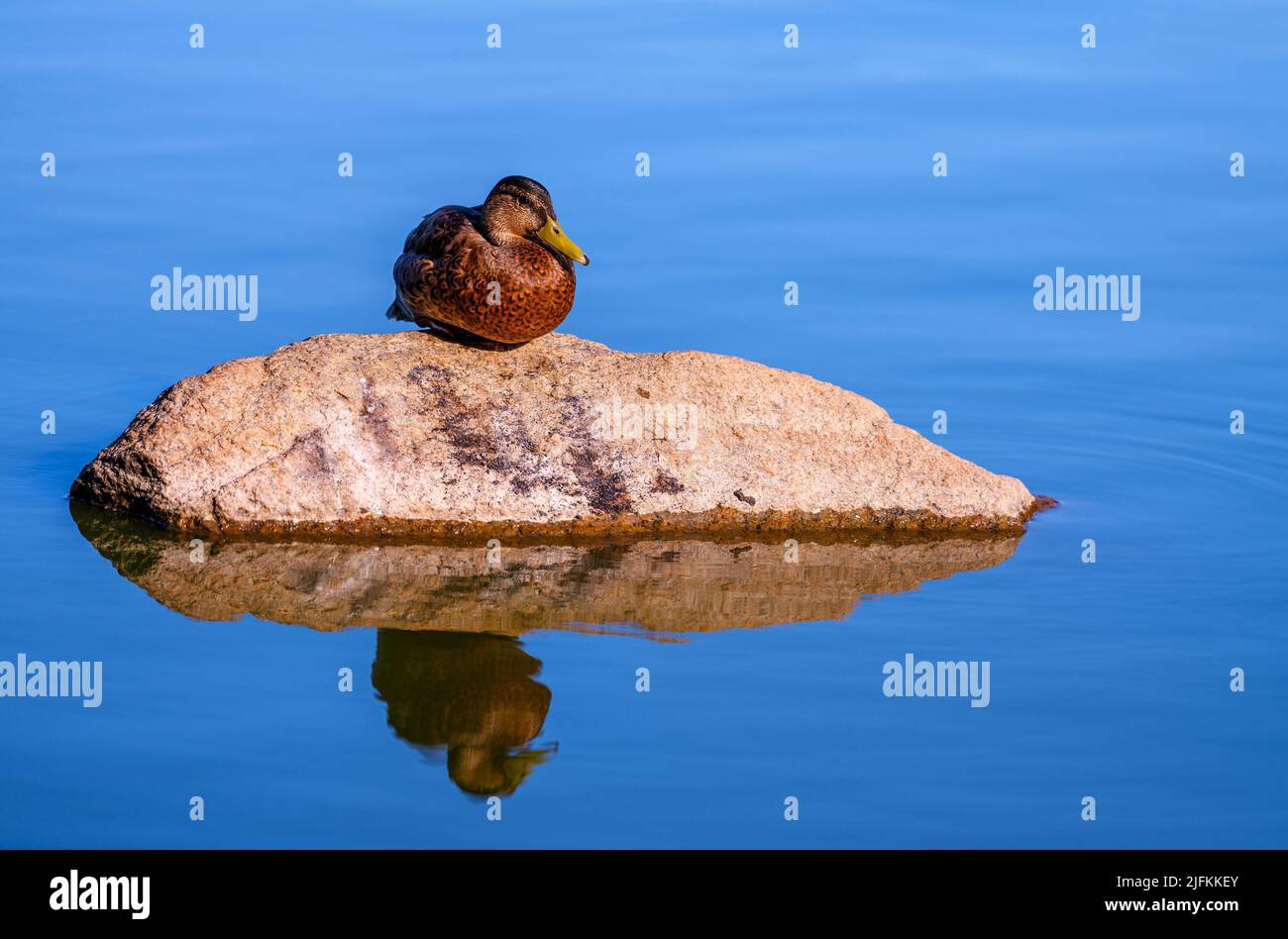 Sunset light makes a beautiful reflection image of a young adult female Mallard duck sitting on a rock one foot. British Columbia, Canada. Stock Photo