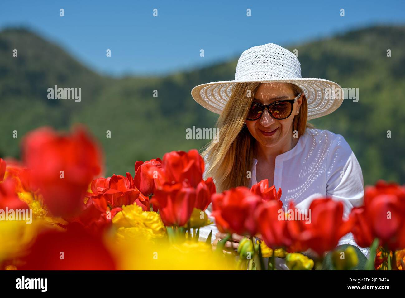 Well dressed middle aged woman wearing white straw hat, sitting between the rows of an amazing tulip plantation, showing love and enjoying the view Stock Photo