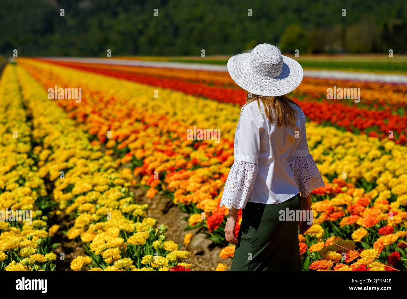 Well dressed middle aged woman wearing white straw hat, standing between the rows of an amazing tulip plantation, showing love and enjoying the view Stock Photo
