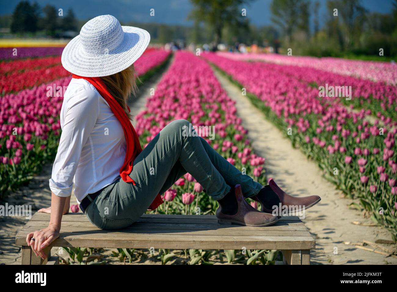 Well dressed middle aged woman wearing white straw hat, sitting on a bench in front of the rows of an amazing tulip plantation and enjoying the view Stock Photo