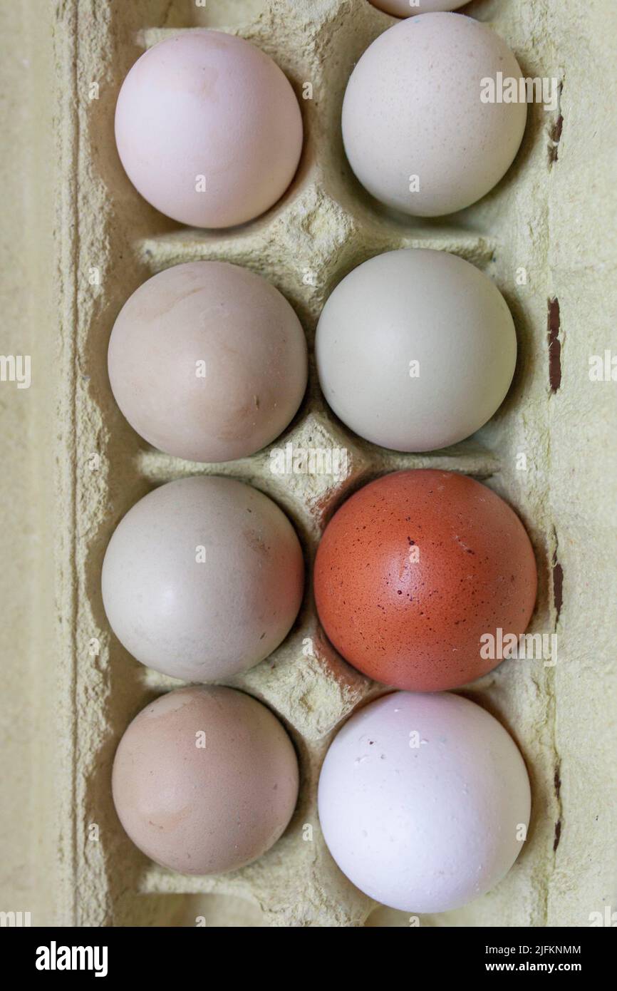 Araucana, brown and white eggs in package. Overhead shot. Stock Photo
