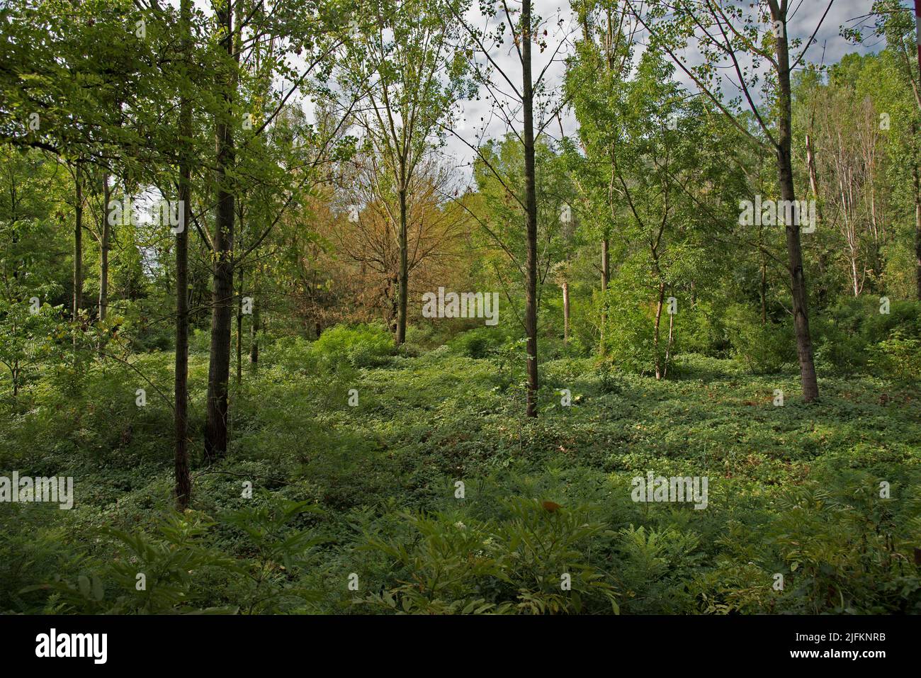 The uncontaminated nature of the Le Bine oasis Stock Photo Alamy