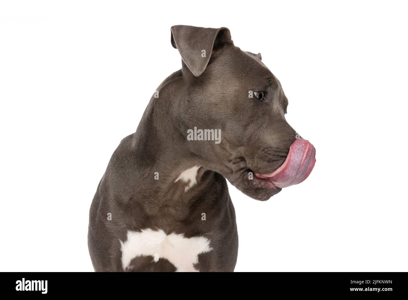 adorable american staffordshire terrier dog sticking out tongue and
