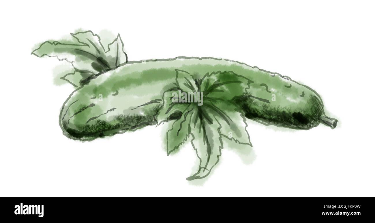 Watercolor drawing of a Cucumber on white Stock Photo Alamy