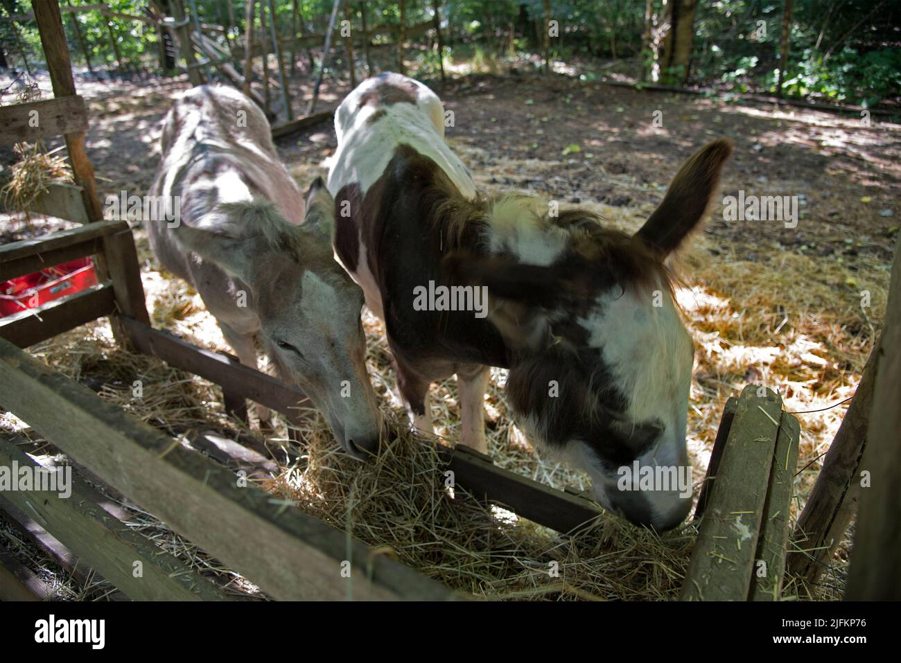 Donkeys eating at the manger Stock Photo Alamy