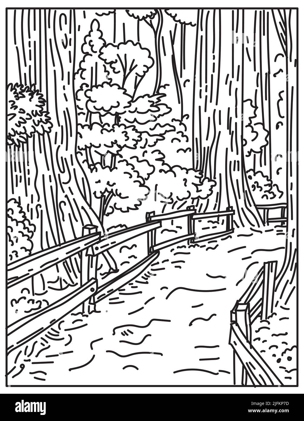 Mono line illustration of towering old-growth redwoods in Muir Woods National Monument part of Golden Gate National Recreation Area, California done Stock Photo