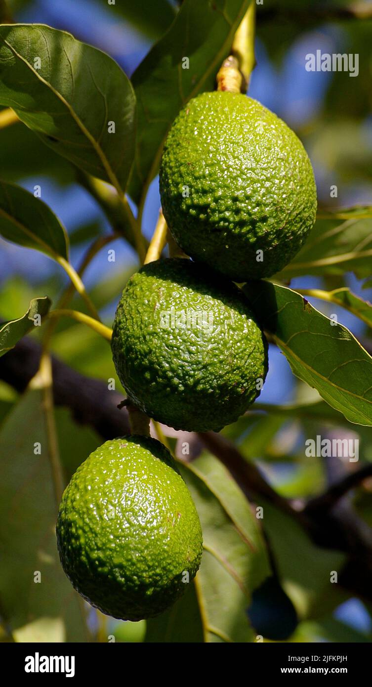Three mature green Hass acocados (persea americana) hanging from tree branch, ready for picking. Orchard on Tamborine Mountain, Queensland, Australia. Stock Photo