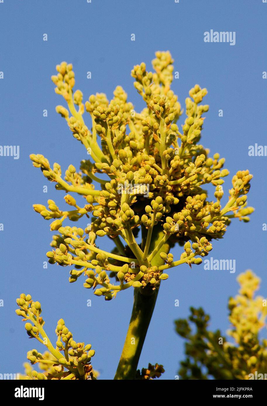 Sprig of yellow avocado (persea americana) blossom. Many flowers on single stem of Hass avocado tree. Spring, Tamborine Mountain, Australia. Blue sky. Stock Photo