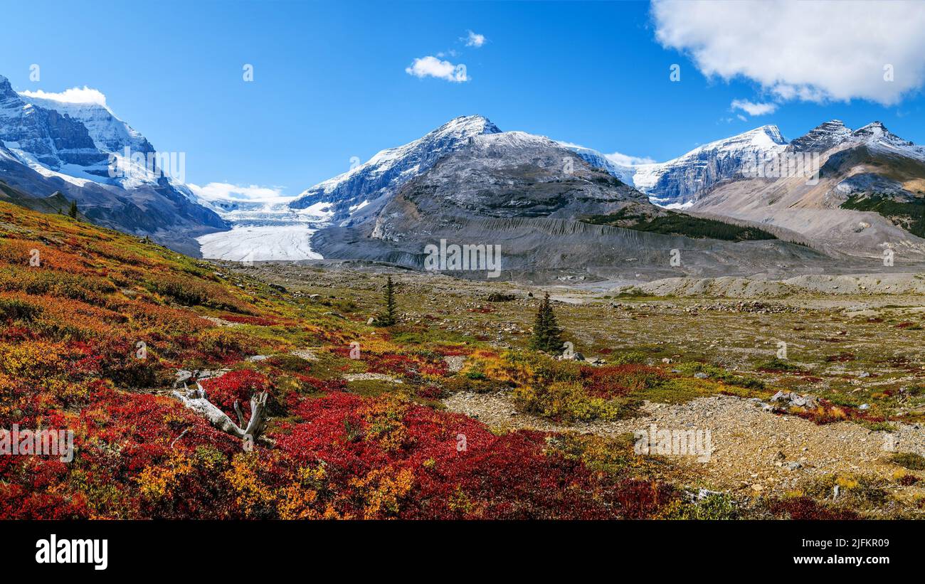 The picturesque panorama, the dramatic mountain terrain and the fall color of high alpine flora give the Athabasca Glacier along the Columbia Stock Photo