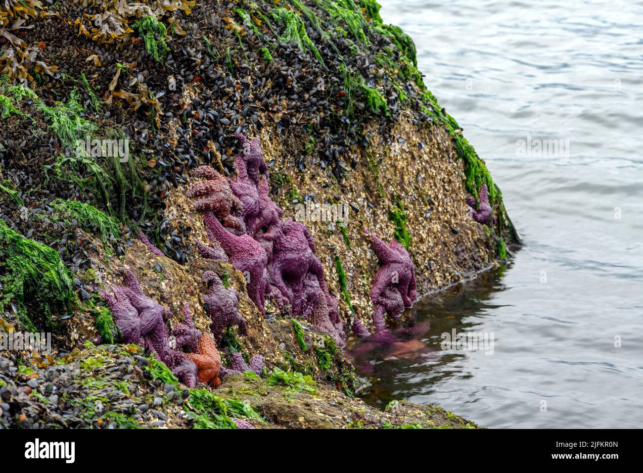 Ochre starfish (Pisaster ochraceus) also known as purple sea star at Whytecliff park, British Columbia, Canada. Stock Photo