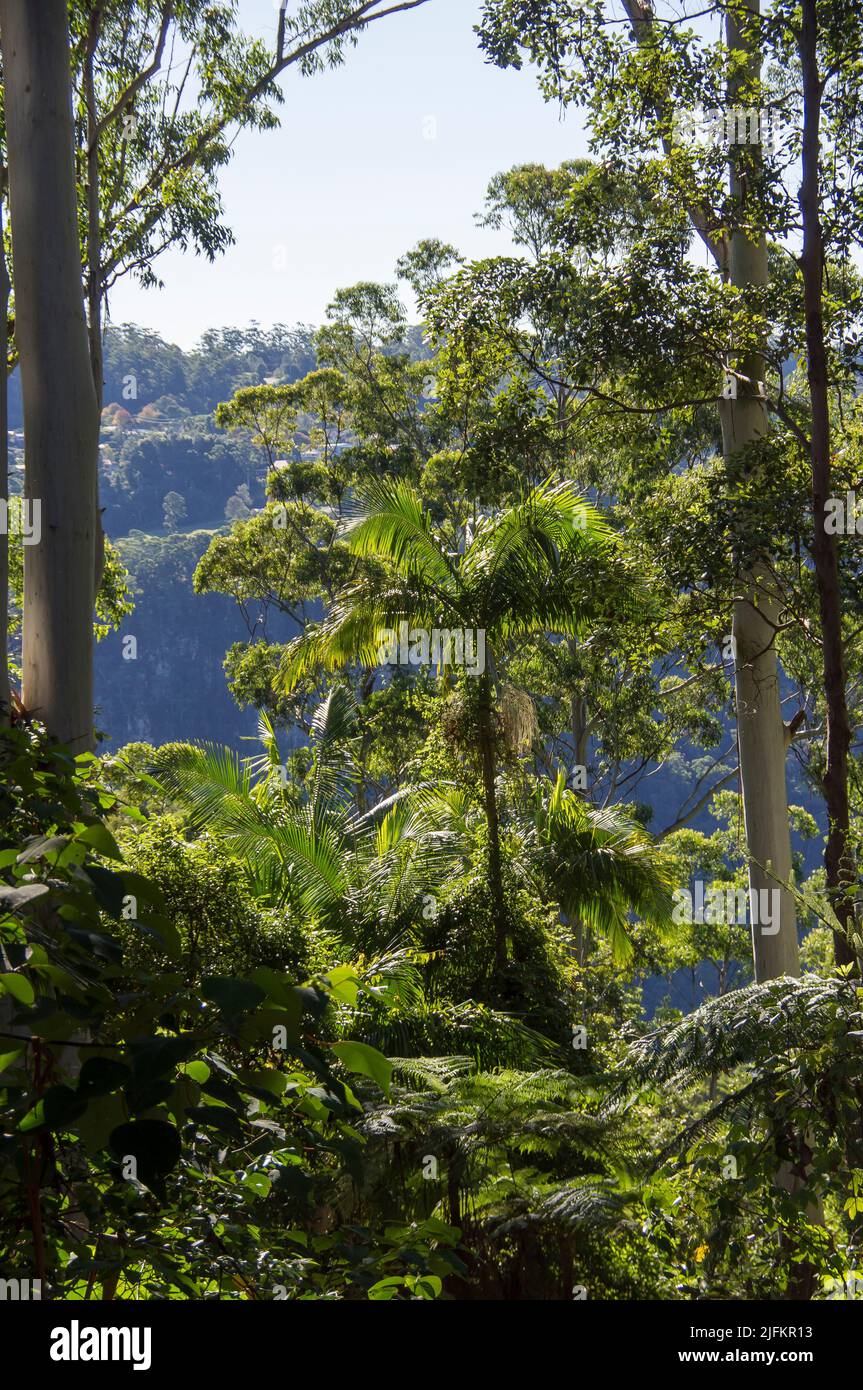 View over Guanaba Gorge on Tamborine Mountain, Queensland, Australia, across green sub-tropical lowland rainforest. Bangalow palms and eucalypts. Stock Photo