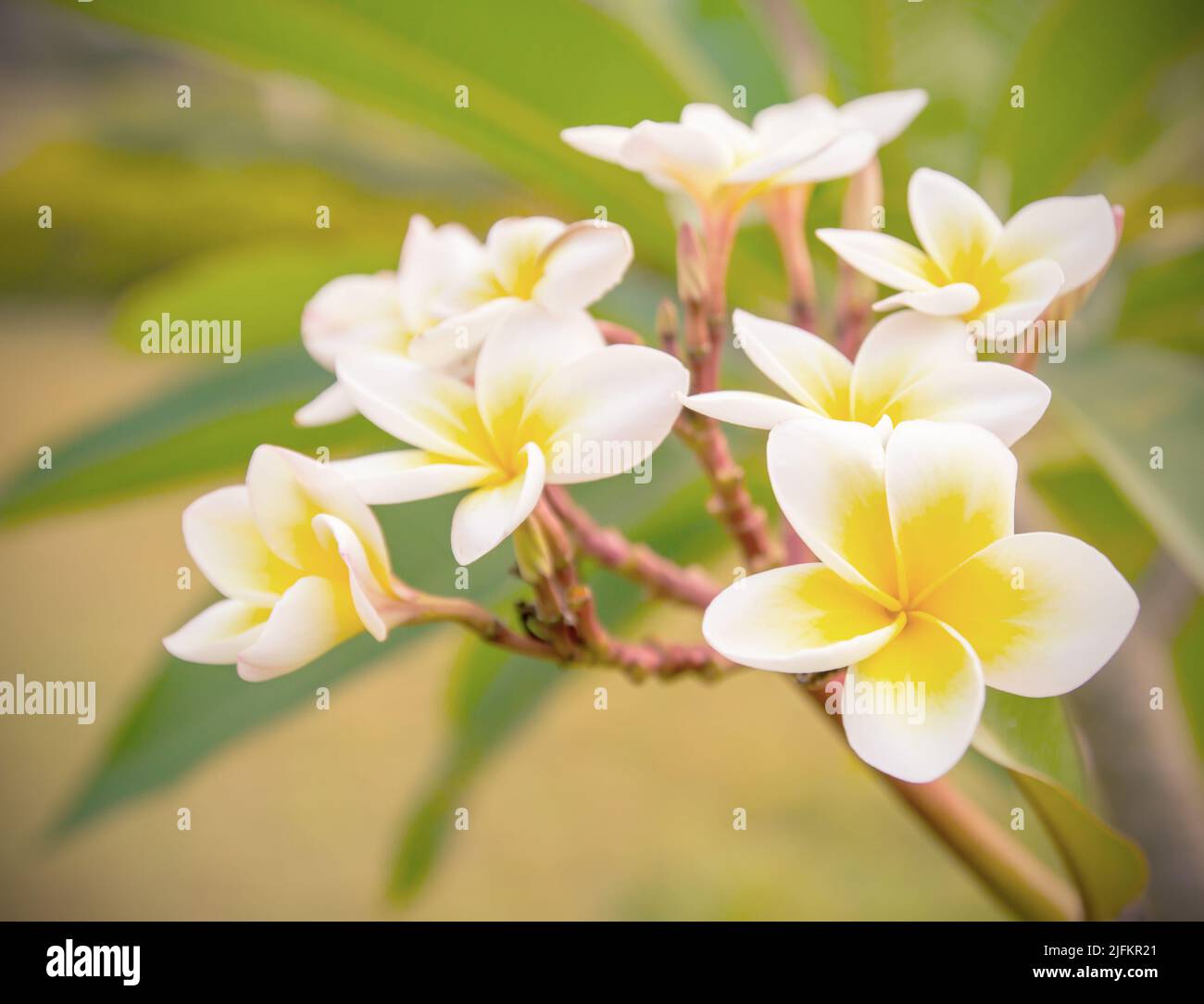 Plumeria flower old retro vintage style. soft focus Stock Photo Alamy