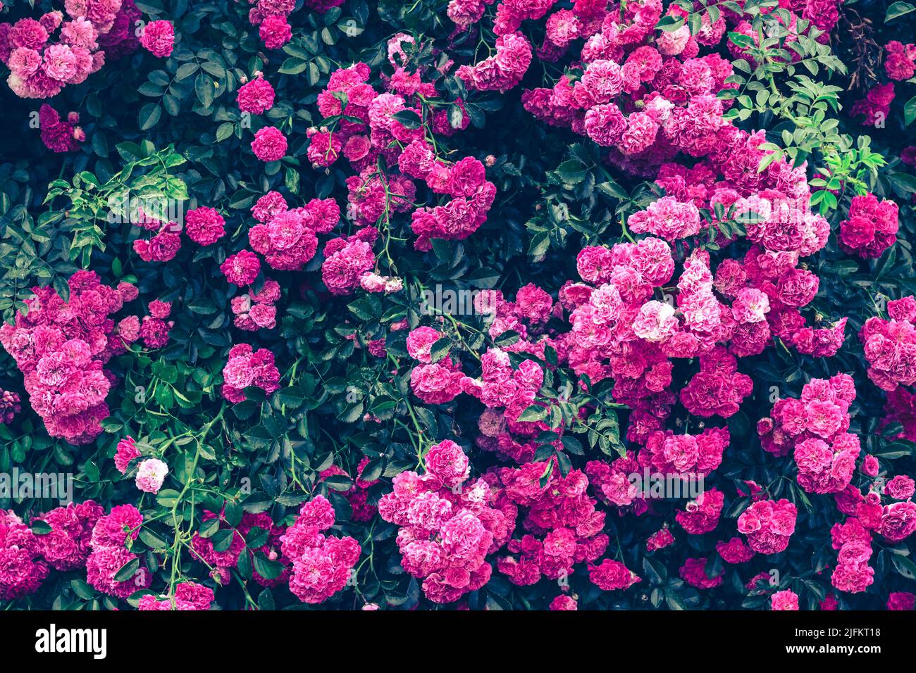 Pink flowers in the garden. Background of bush roses. Texture of greenery. Beautiful bright colors. Template for greeting card, postcard design. Flora Stock Photo