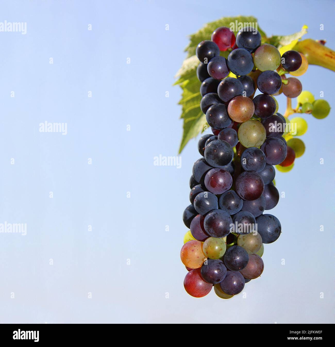 Grapes on a vine against clear blue sky with copy space Stock Photo