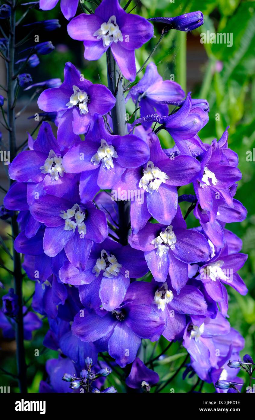 flowering purple delphinium flowers in english garden, norfolk, england Stock Photo