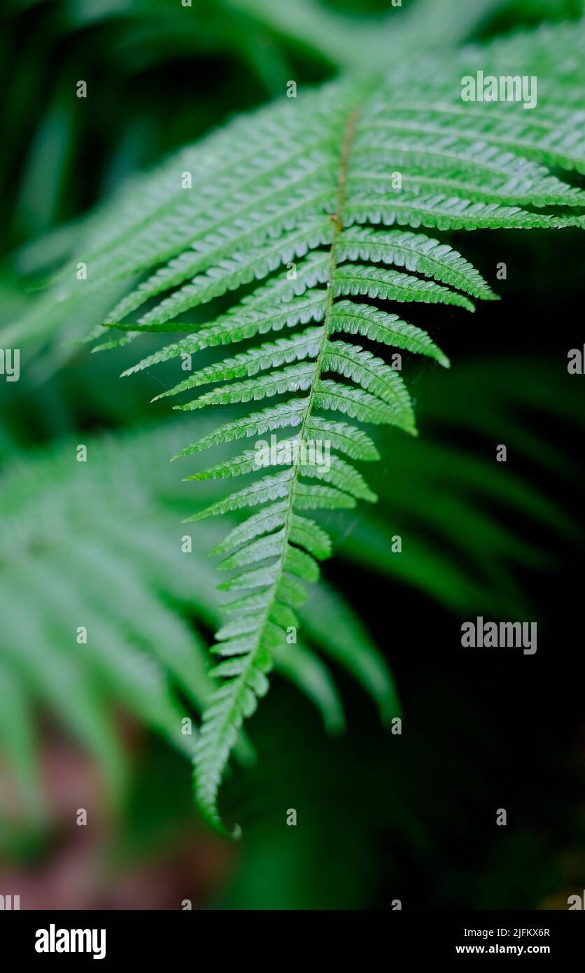 selective focus of green fern frond in woodland environment, norfolk, england Stock Photo