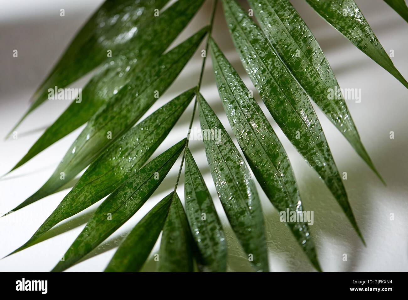 Green moist palm tree hi-res stock photography and images - Alamy