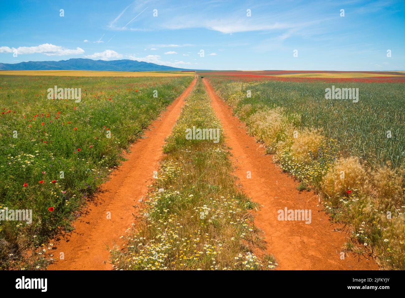 Way and cultivation fields. Ligos, Soria province, Castilla Leon, Spain. Stock Photo