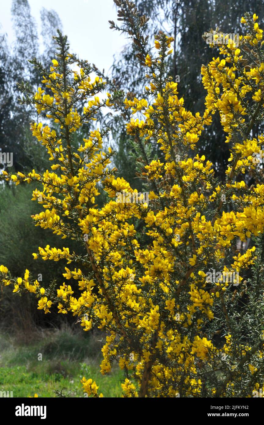 scorpion broom in spring in Portugal Stock Photo Alamy