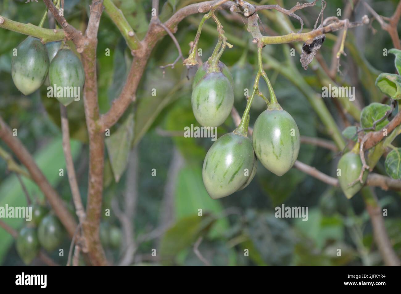 The unripe fruits of the tamarillo tree Stock Photo Alamy
