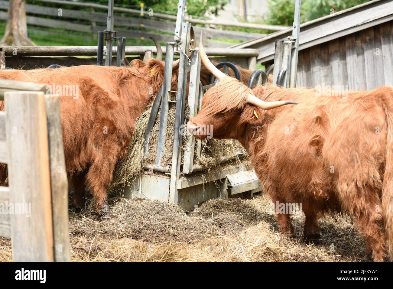 Schottische Hochlandrinder im Gut Aiderbichl in Deggendorf, Bayern, Deutschland - Scottish highland cattle at Gut Aiderbichl in Deggendorf, Bavaria, G Stock Photo