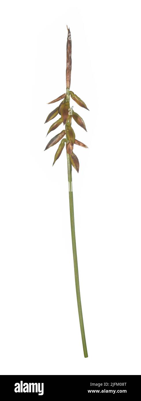 Flea Sedge - Carex pulicaris Stock Photo
