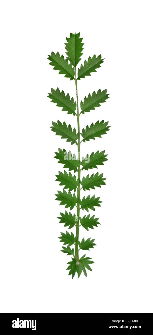 Fodder Burnet - Poterium sanguisorba subsp. balearicum Stock Photo