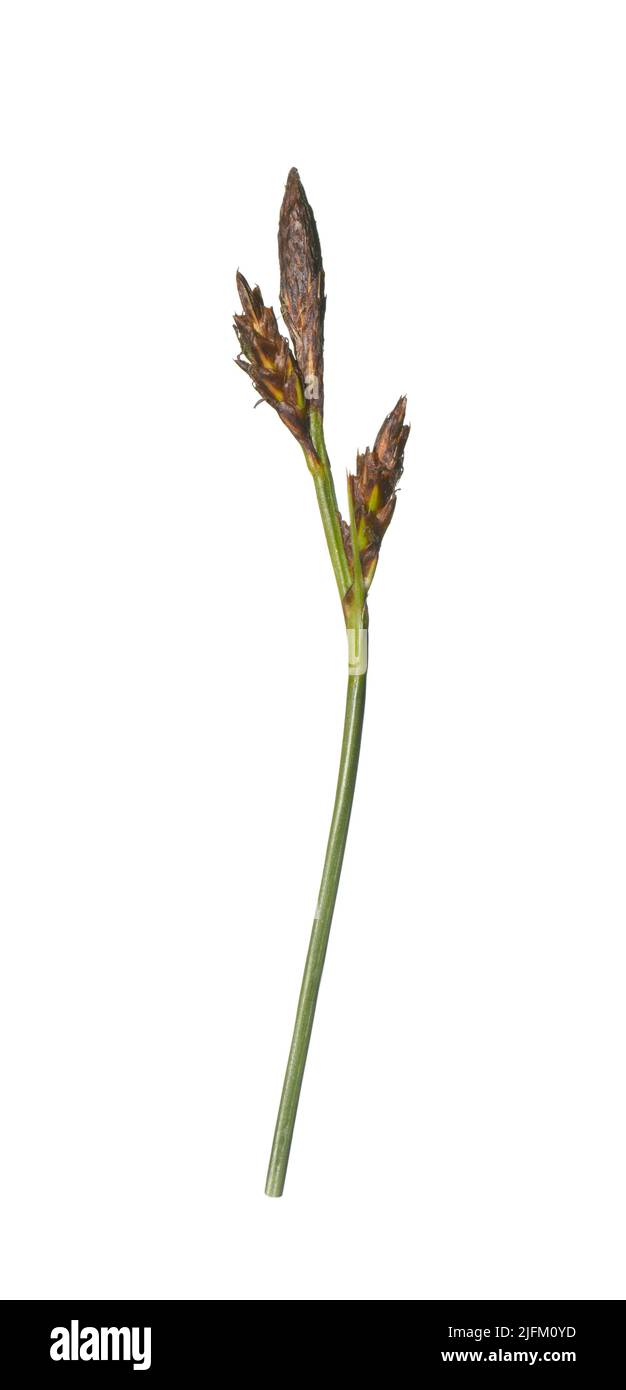 Spring-sedge - Carex caryophyllea Stock Photo