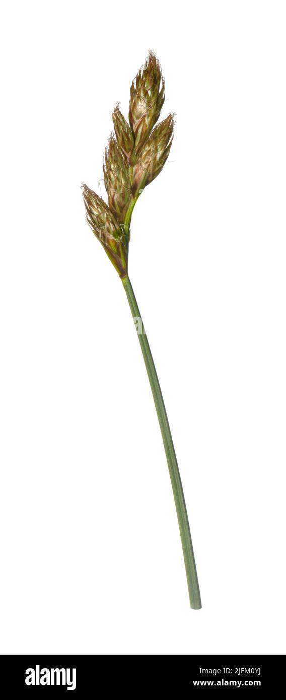 Oval Sedge - Carex leporina (ovalis) Stock Photo