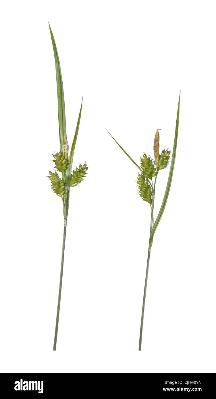 Pale Sedge - Carex pallescens Stock Photo