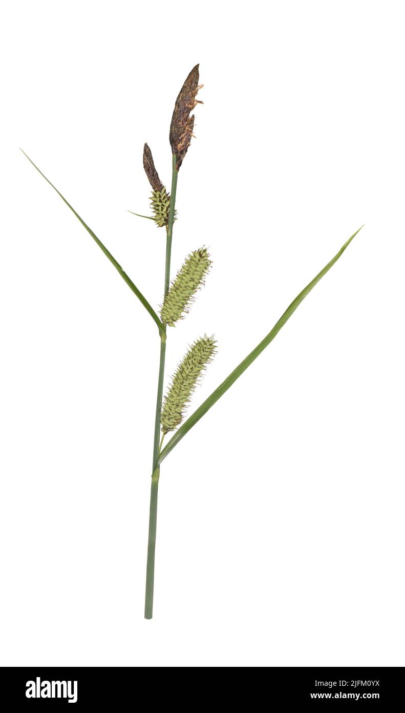 Greater Pond-sedge - Carex riparia Stock Photo