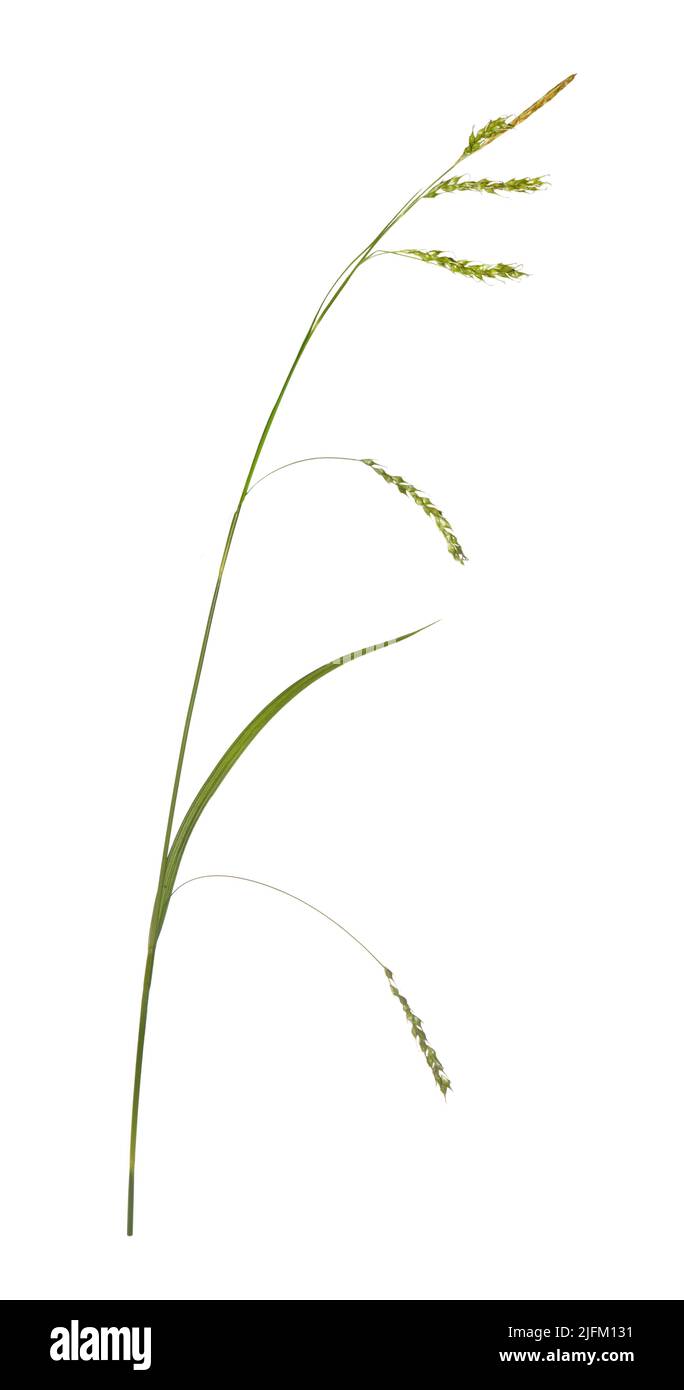 Wood-sedge - Carex sylvatica Stock Photo