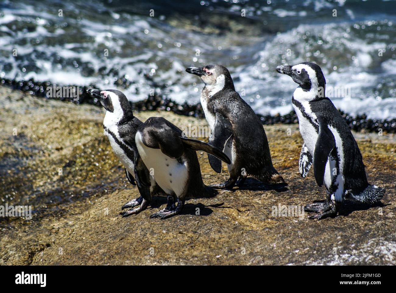 African penguins (Spheniscus demersus). Boulders Beach, Simon's Town, Cape Town, South Africa. Stock Photo