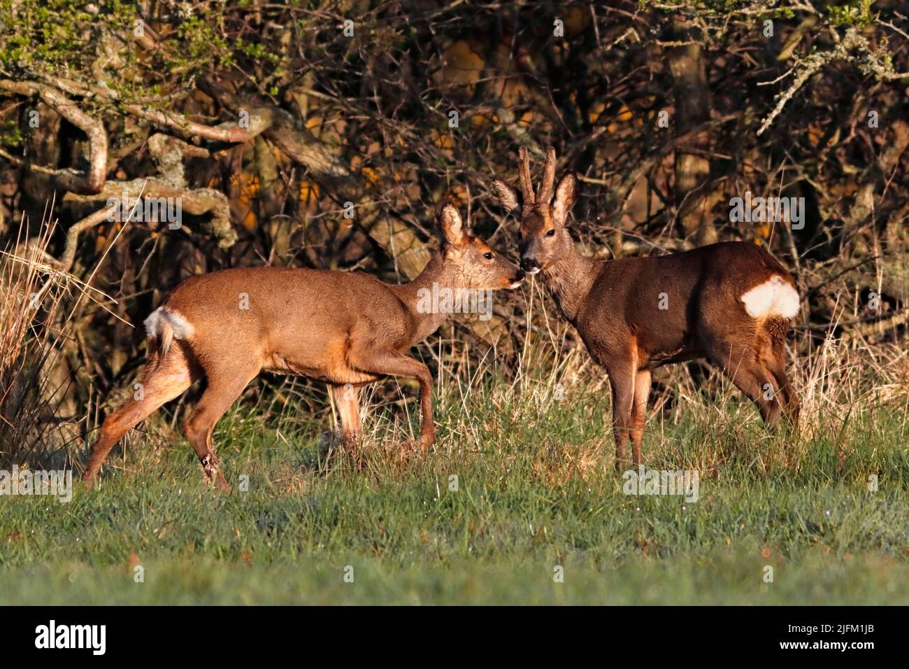 ROE DEER (Capreolus capreolus) male (buck) and female (doe), Scotland, UK. Stock Photo