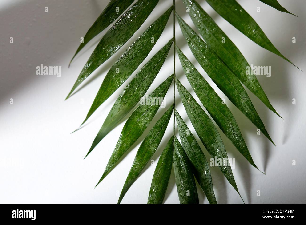 Green moist palm tree hi-res stock photography and images - Alamy