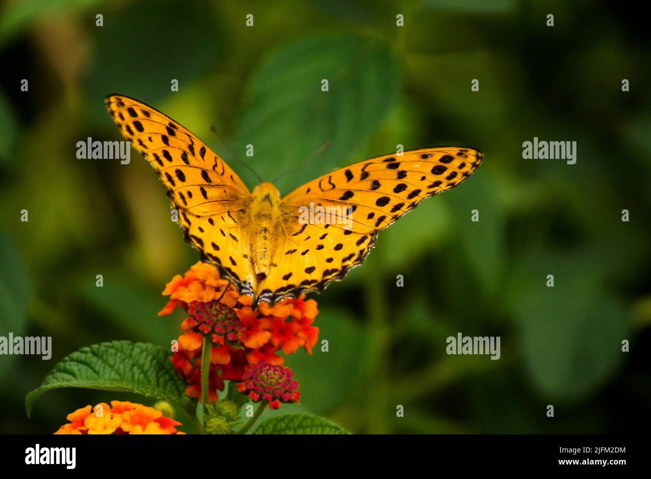 Twinspot fritillary (Brenthis hecate) sipping nectar from lantana
