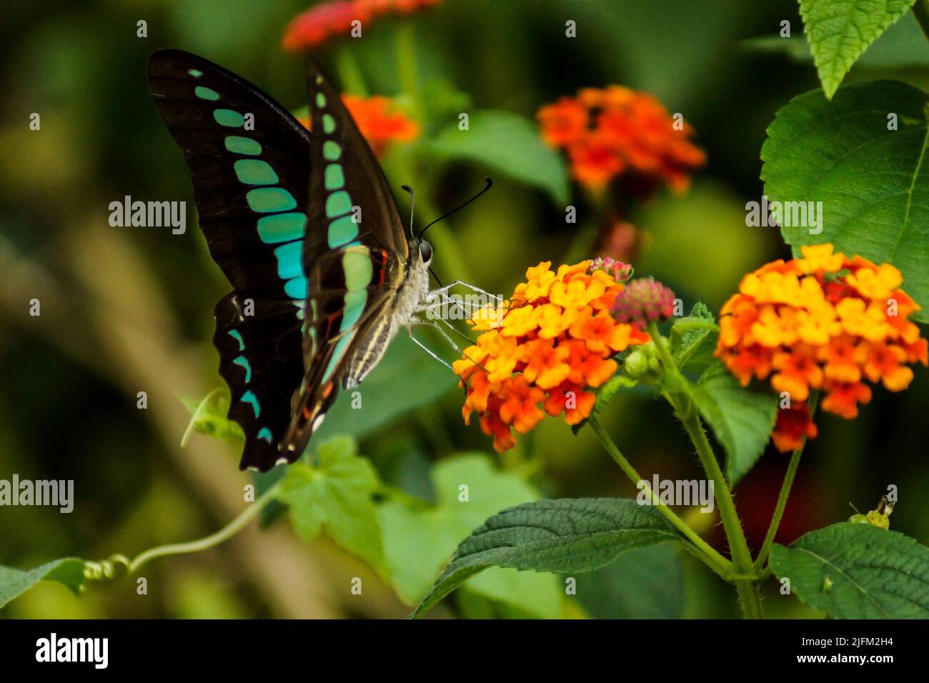 Graphium sarpedon (common bluebottle/triangle butterfly) sipping nectar from lantana flower cluster (umbel), closed wings, macro. Chengdu, China. Stock Photo
