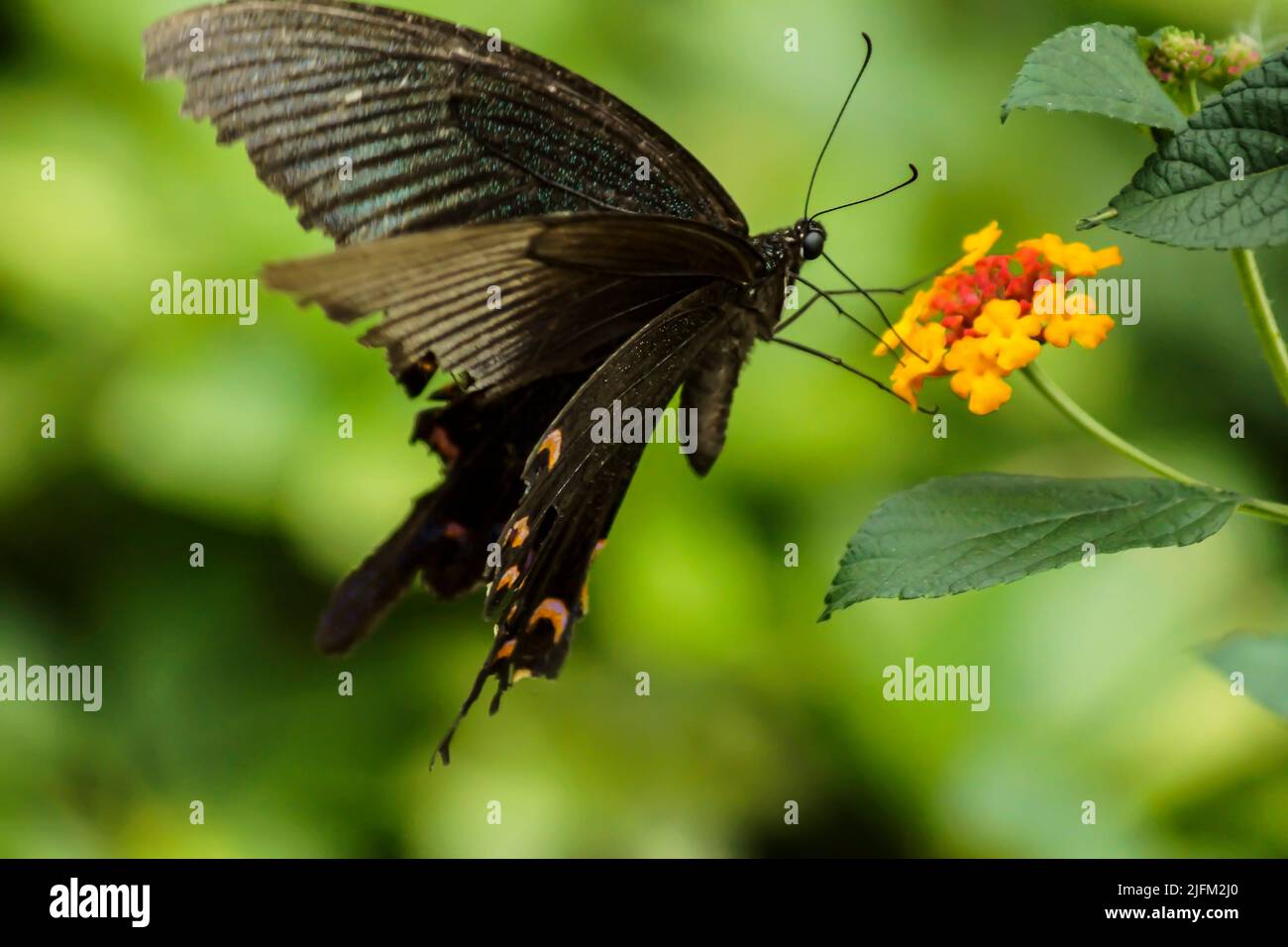 Swallowtail butterfly (Papilionidae) sipping nectar from lantana flower