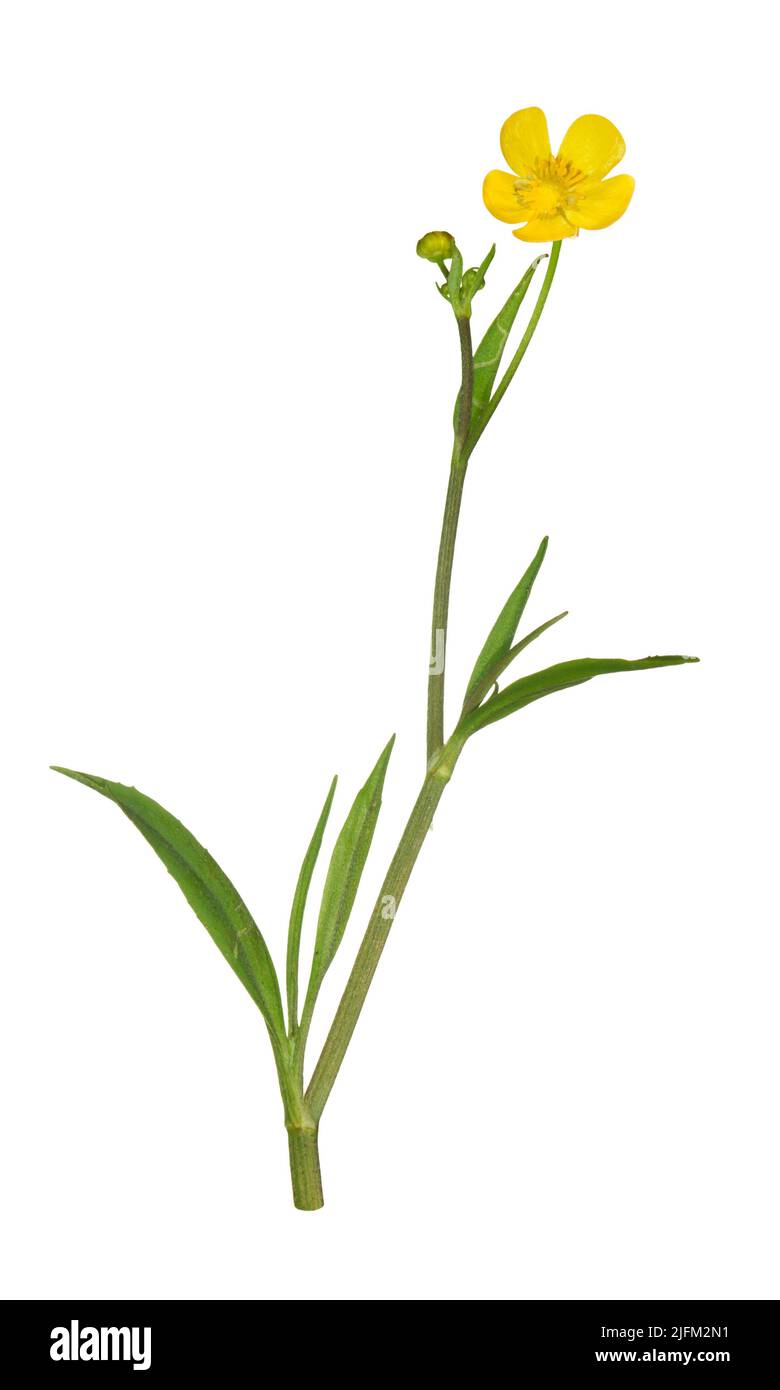 Lesser Spearwort - Ranunculus flammula Stock Photo