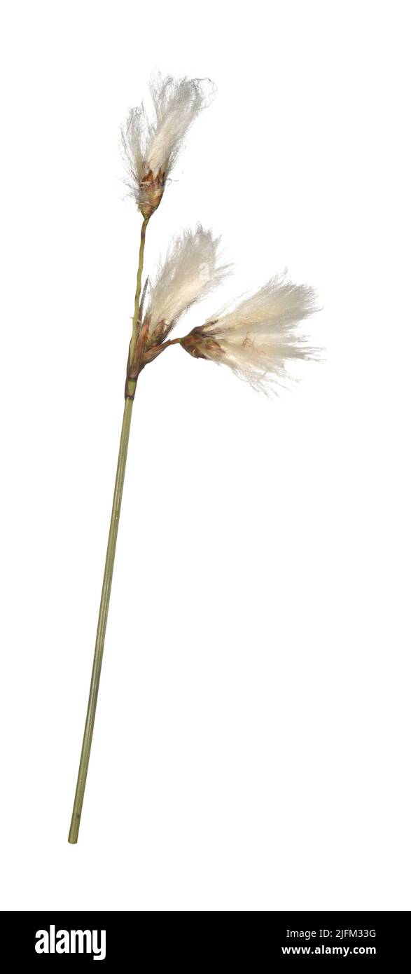 Slender Cotton-grass - Eriophorum gracile Stock Photo