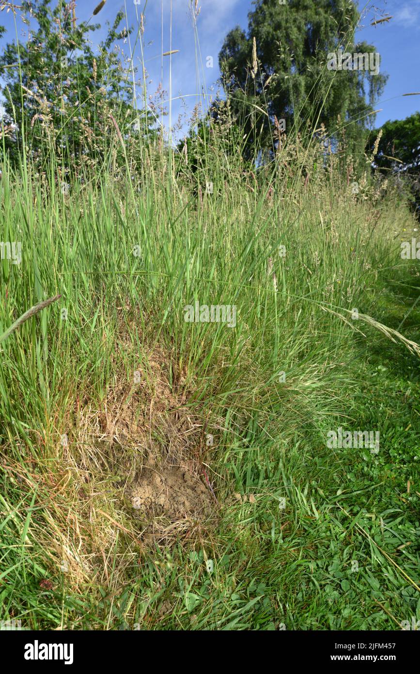 Yellow Meadow Ant - Lasius flavus Stock Photo